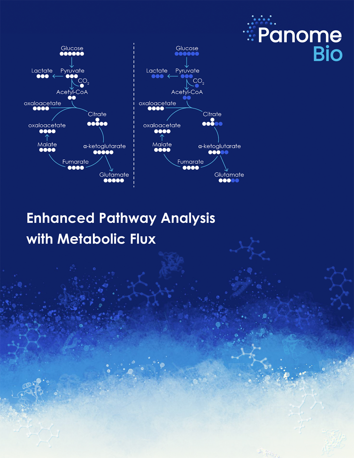 Enhanced Pathway Analysis with Metabolic Flux