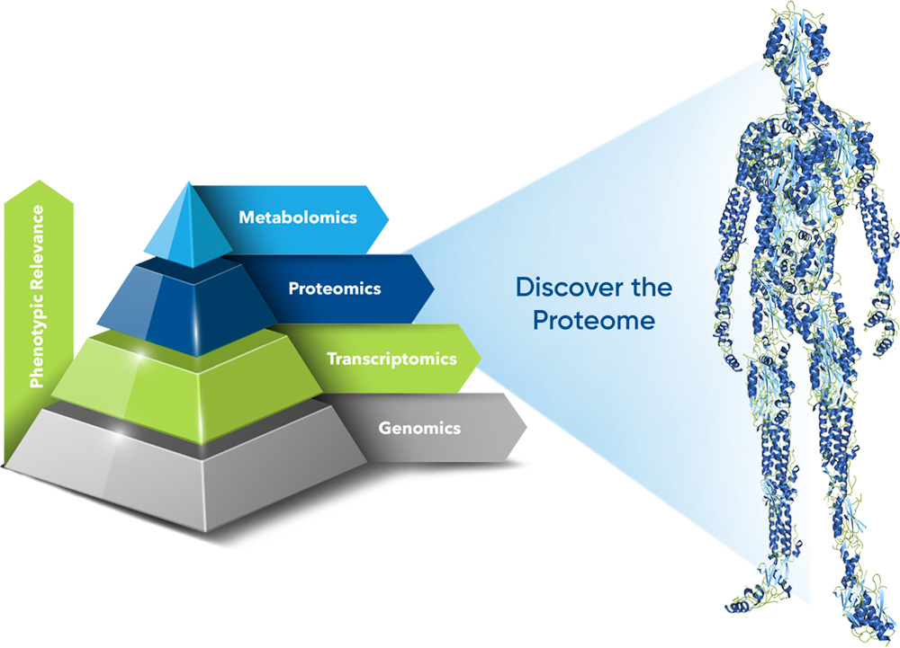 Pyramid displaying 'omics technology in order of phenotypic relevalance, highlighting proteomics. From greatest to least, metabolomics, proteomics, transcriptomics, genomics.