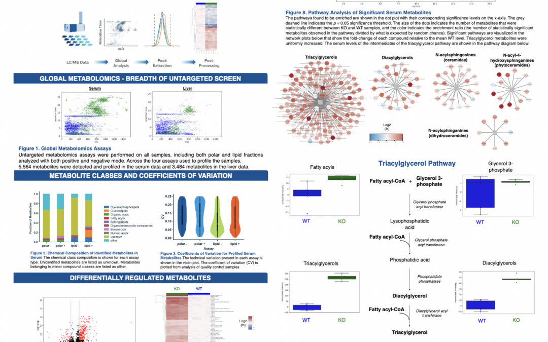 Next-Generation Metabolomics – Serum & Liver – ApoE Knockout Rat Poster