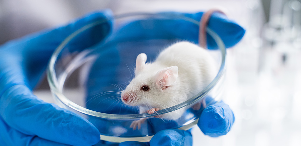 Pioneering New Discoveries in Animal Model Research with Multi-Omics