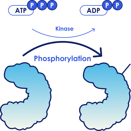 Global Phosphoproteomics