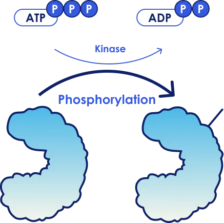 Global Phosphoproteomics