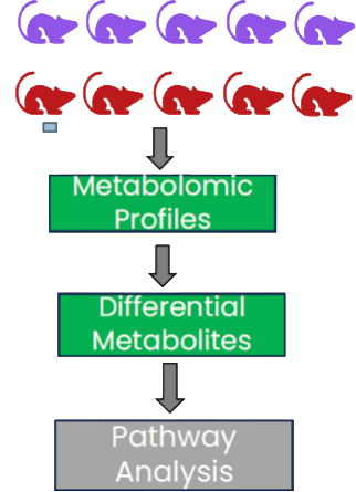 Study workflow for metabolomic profiling of ApoE knockout rats to assess sphingolipid dysregulation