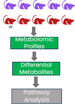 Study workflow for metabolomic profiling of ApoE knockout rats to assess sphingolipid dysregulation