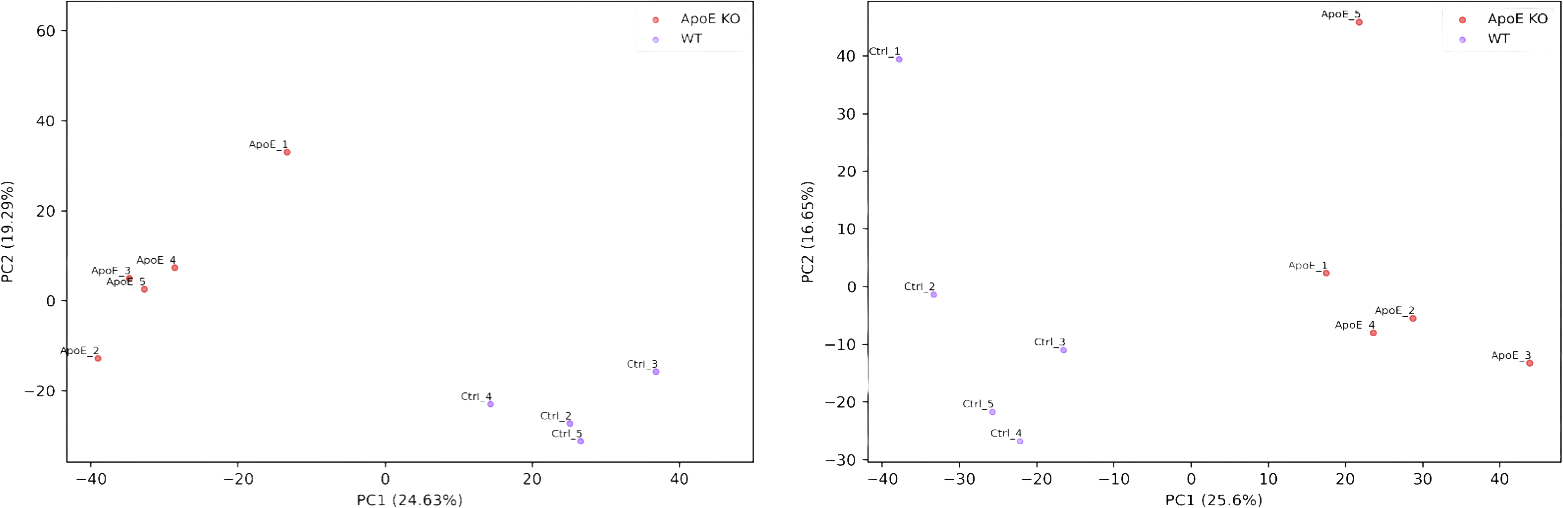 PCA plots showing distinct liver and serum metabolite profiles in ApoE knockout and wild-type rats
