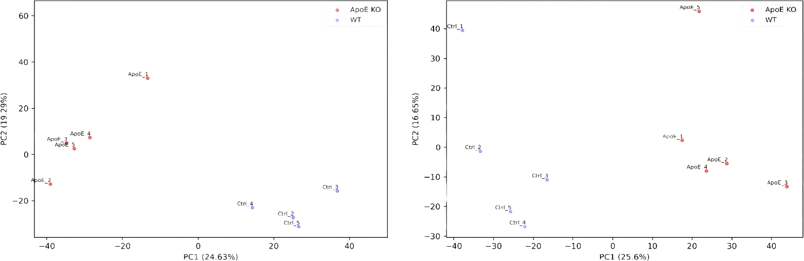 PCA plots showing distinct liver and serum metabolite profiles in ApoE knockout and wild-type rats