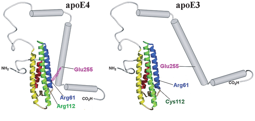 Structural comparison of ApoE3 and ApoE4 isoforms linked to Alzheimer’s disease risk