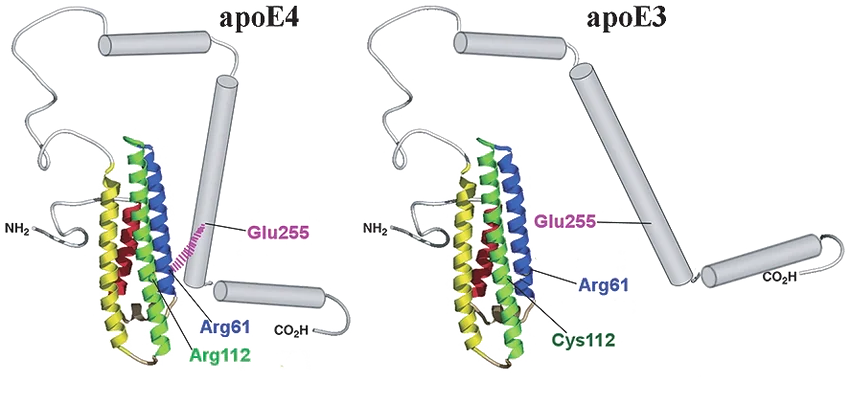Structural comparison of ApoE3 and ApoE4 isoforms linked to Alzheimer’s disease risk