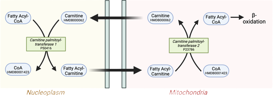 Carnitine shuttle pathway showing fatty acid transport into mitochondria for beta-oxidation