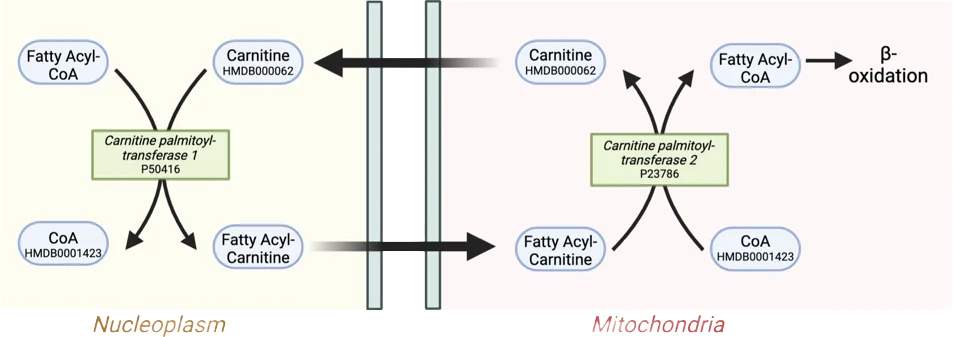 Carnitine shuttle pathway showing fatty acid transport into mitochondria for beta-oxidation