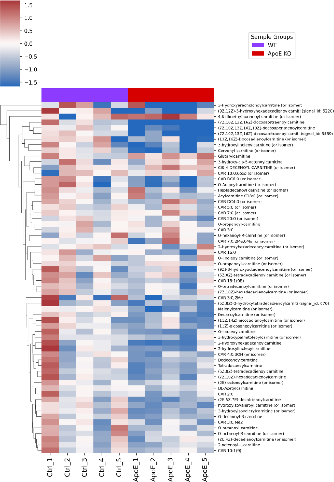 Heatmap showing fatty acylcarnitine dysregulation in ApoE knockout rat liver