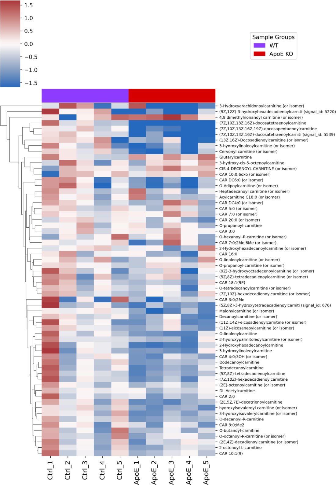 Heatmap showing fatty acylcarnitine dysregulation in ApoE knockout rat liver