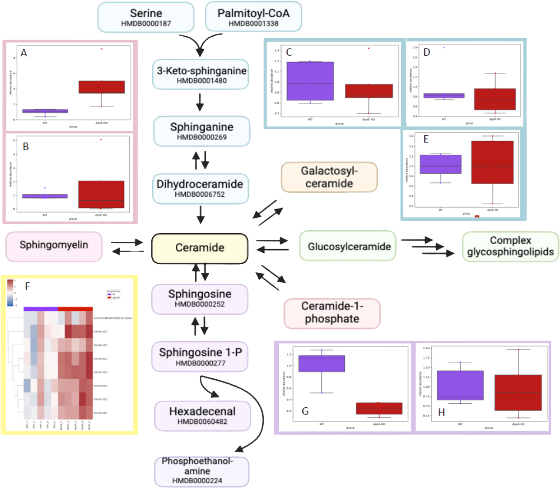 Sphingolipid metabolism alterations and ceramide enrichment in ApoE knockout rats