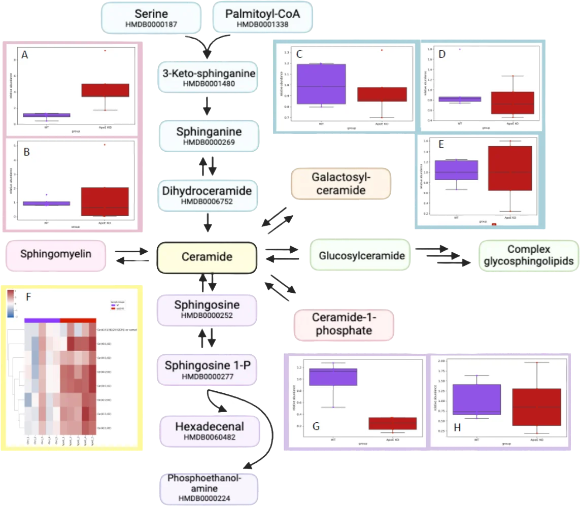 Sphingolipid metabolism alterations and ceramide enrichment in ApoE knockout rats
