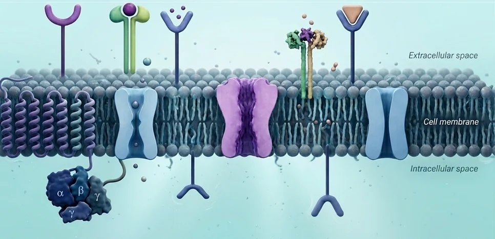 Illustration of a fluid cell membrane bilayer embedded with various surface proteins, ion channels, and receptors.