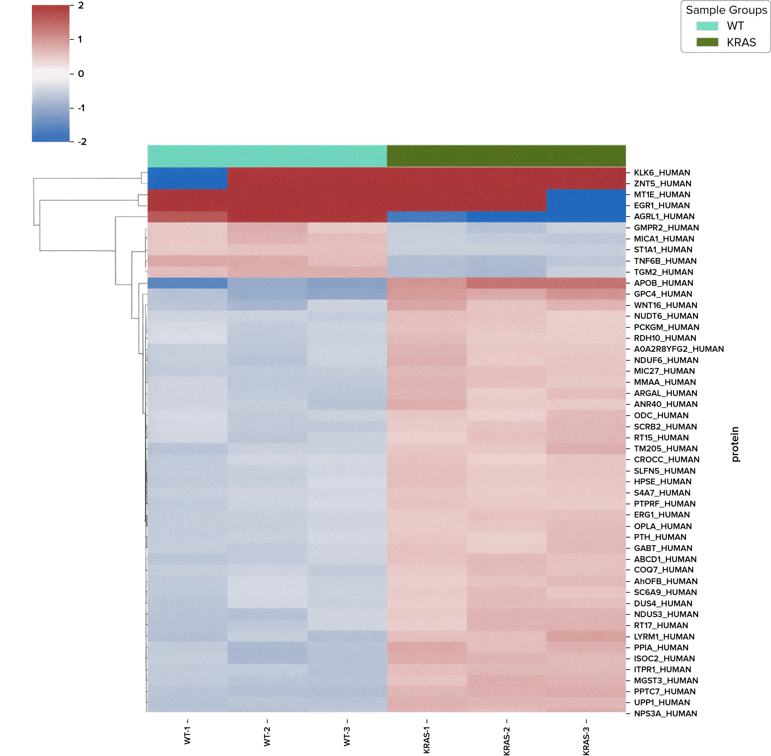 Heatmap of top 50 differentially expressed proteins in HCT-116 WT vs mutant cells showing log2 fold changes in protein abundance