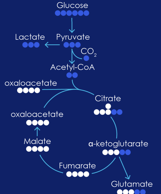Glycolysis pathway illustrating metabolic flux using isotope tracing to measure dynamic pathway activity