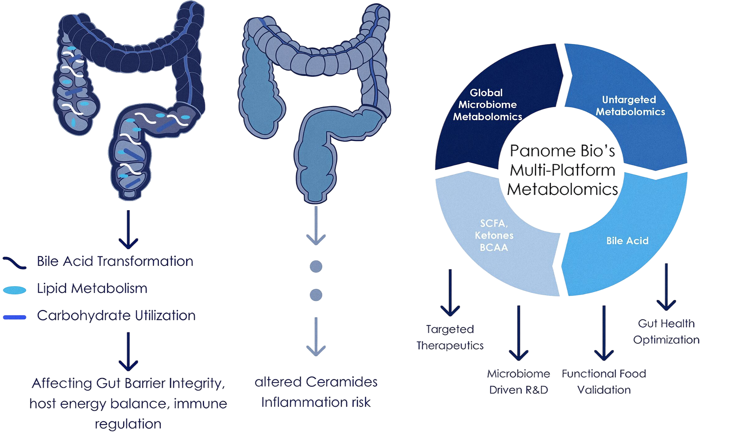 Diagram showing how microbiome disruption affects host metabolism, signaling pathways and systemic biological processes