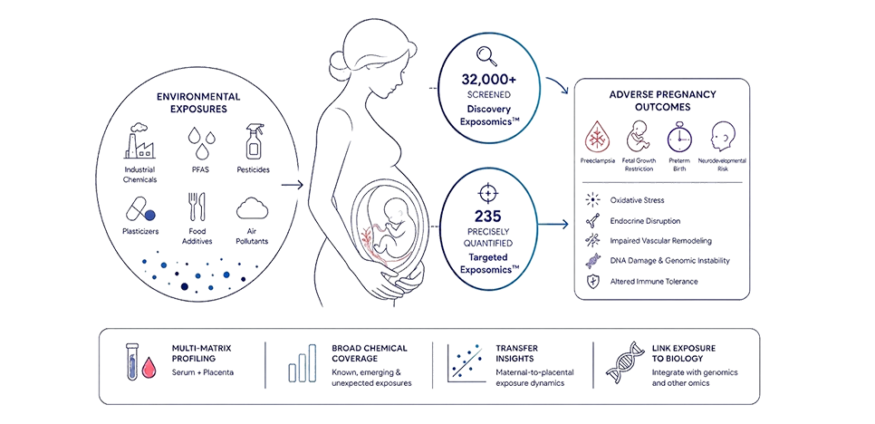Pregnant woman silhouette connected to placental biology and environmental chemical exposure pathways, representing maternal–placental exposomics and pregnancy research.