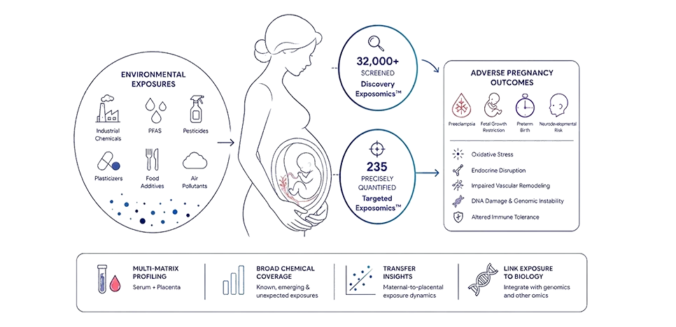 Pregnant woman silhouette connected to placental biology and environmental chemical exposure pathways, representing maternal–placental exposomics and pregnancy research.